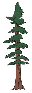 Illustration of ponderosa.